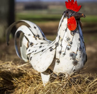 Recycled Metal Cockerel